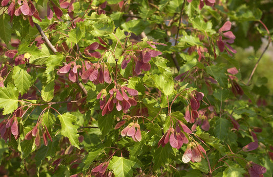 Acer ginnala - Feuerahorn Baum