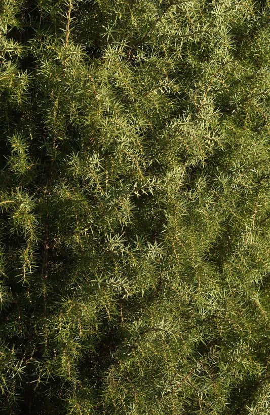 Juniperus communis - Wacholder Wildform