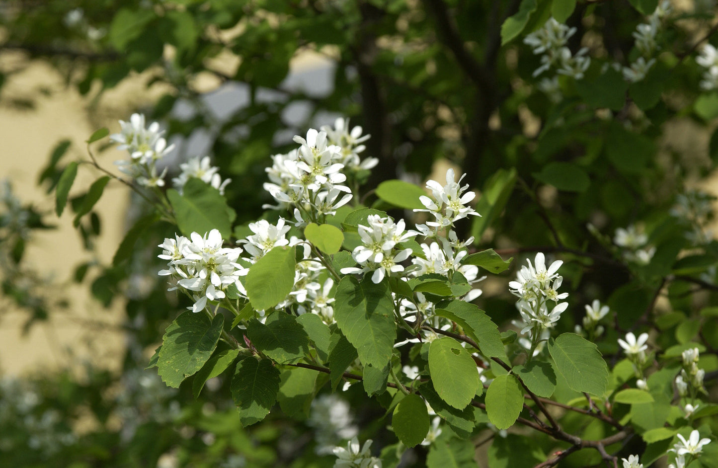 Amelanchier rotundifolia - Echte Felsenbirne