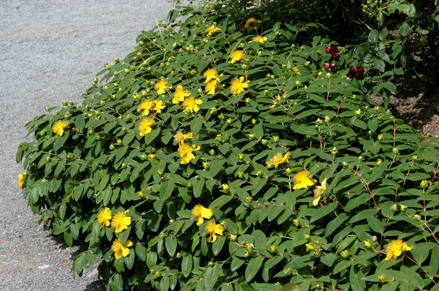 Hypericum calycinum - Kelchiges Johanniskraut