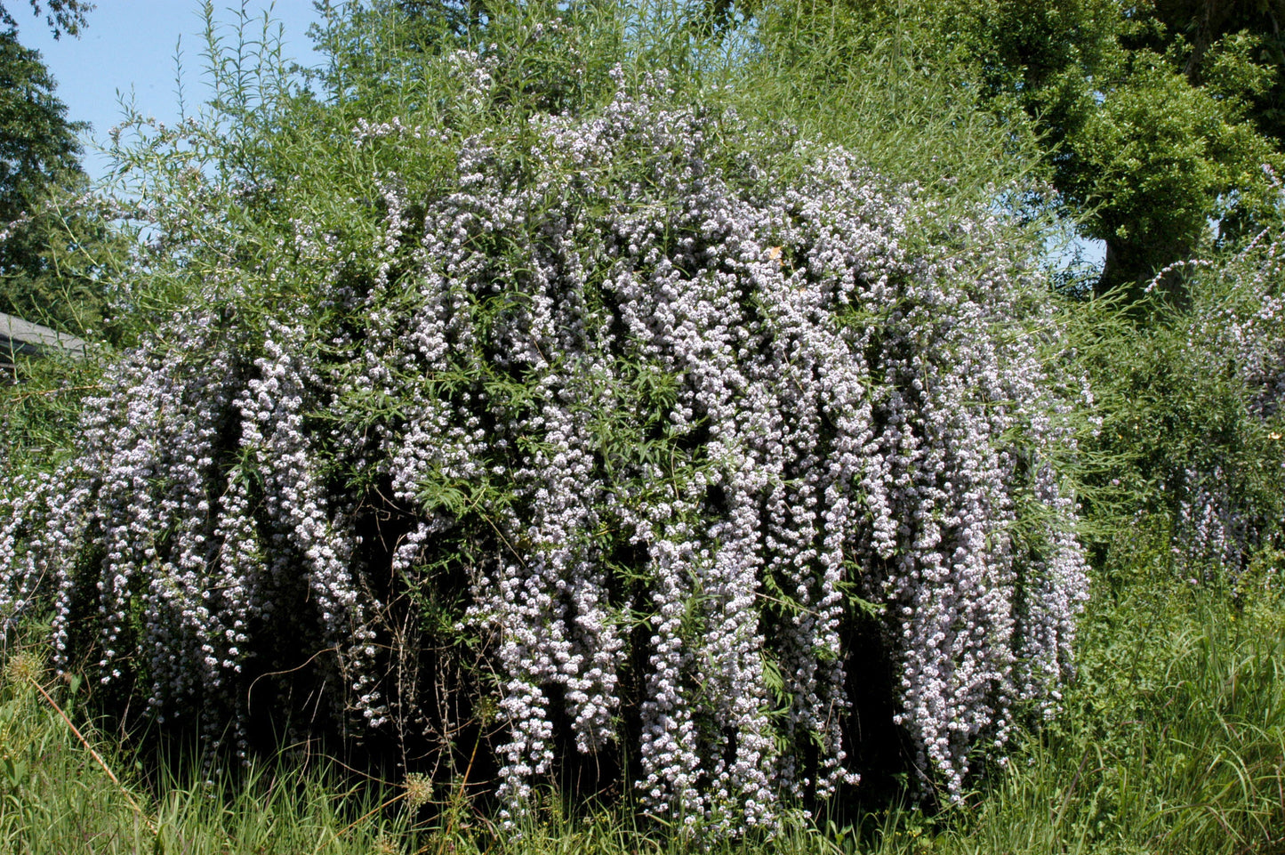 Buddleja alternifolia - Hänge-Sommerflieder / Schmetterlingsflieder