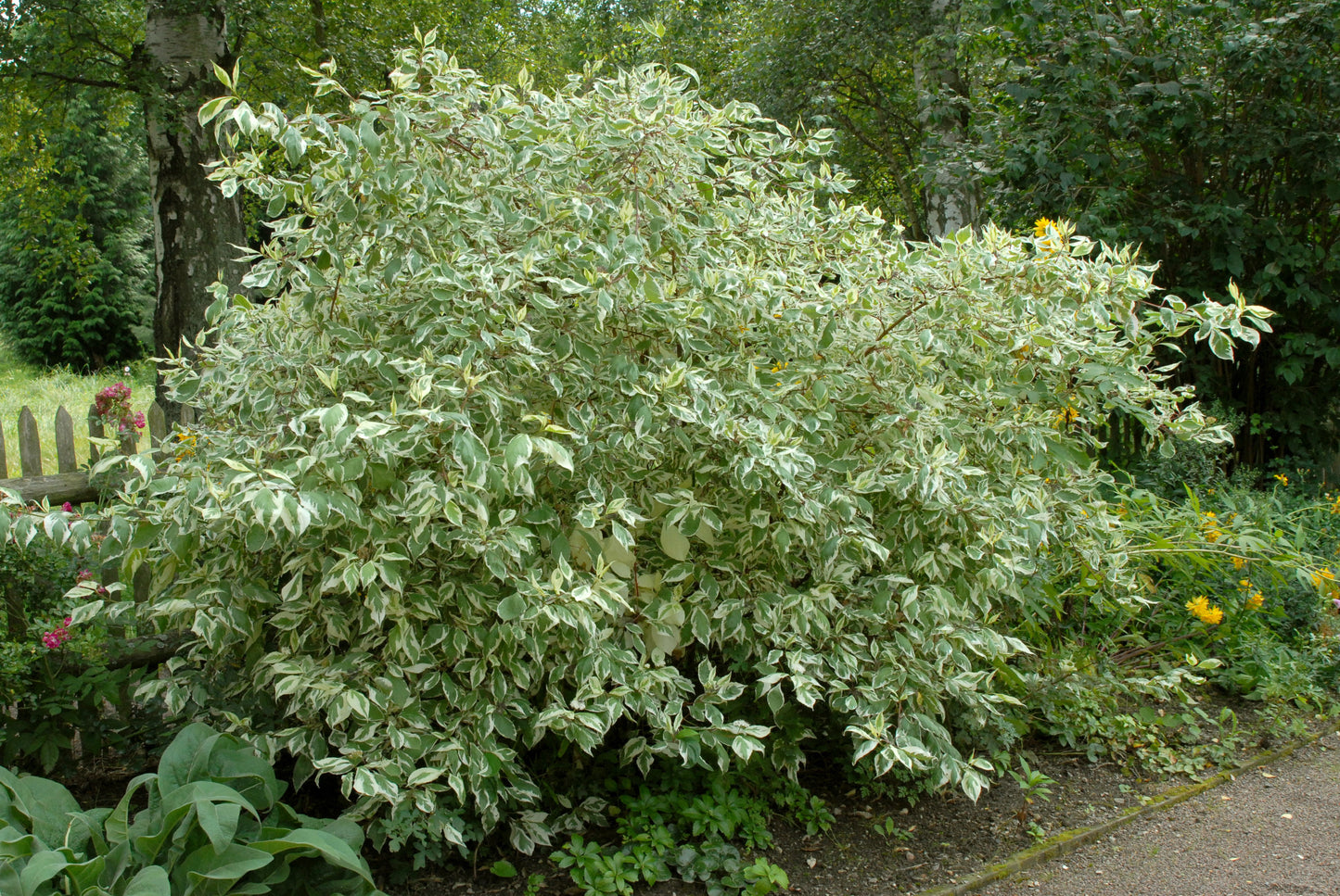 Cornus alba 'Elegantissima' - Weißbunter Hartriegel