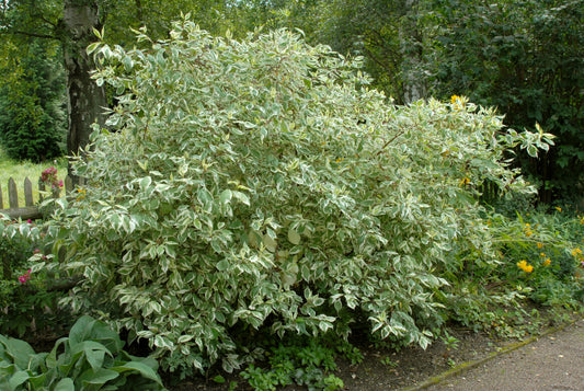 Cornus alba 'Elegantissima' - Weißbunter Hartriegel
