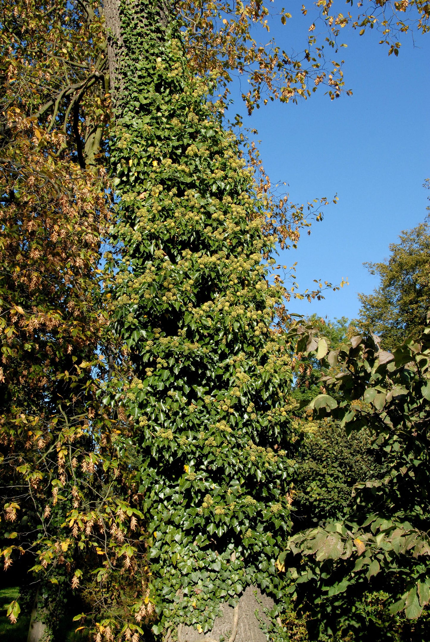 Hedera helix - Gemeiner Efeu