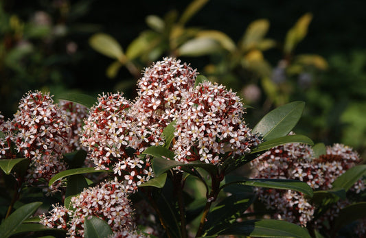 Skimmia japonica 'Rubella' - Japanische Blütenskimmie 'Rubella'