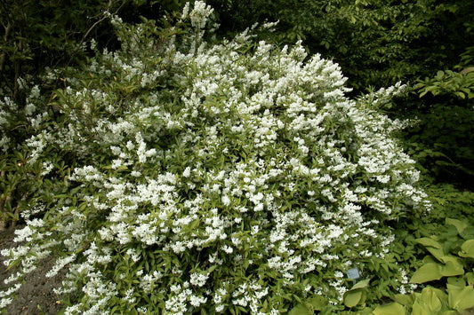 Deutzia gracilis - Maiblumenstrauch