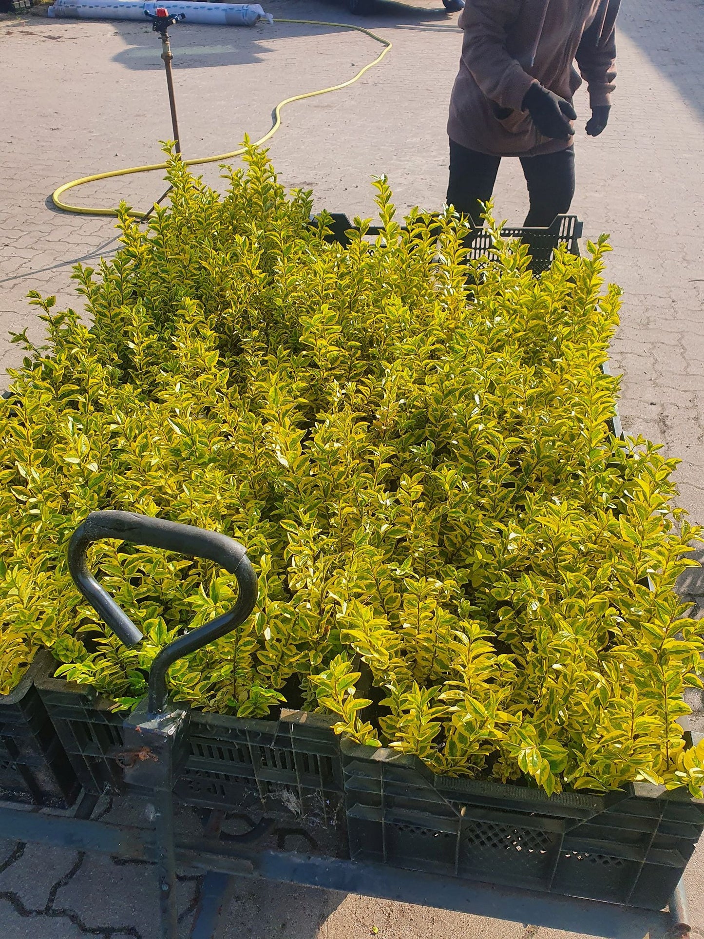 Euonymus fortunei 'Emerald'n Gold' - Goldbunte Kriechspindel 'Emerald'n Gold'