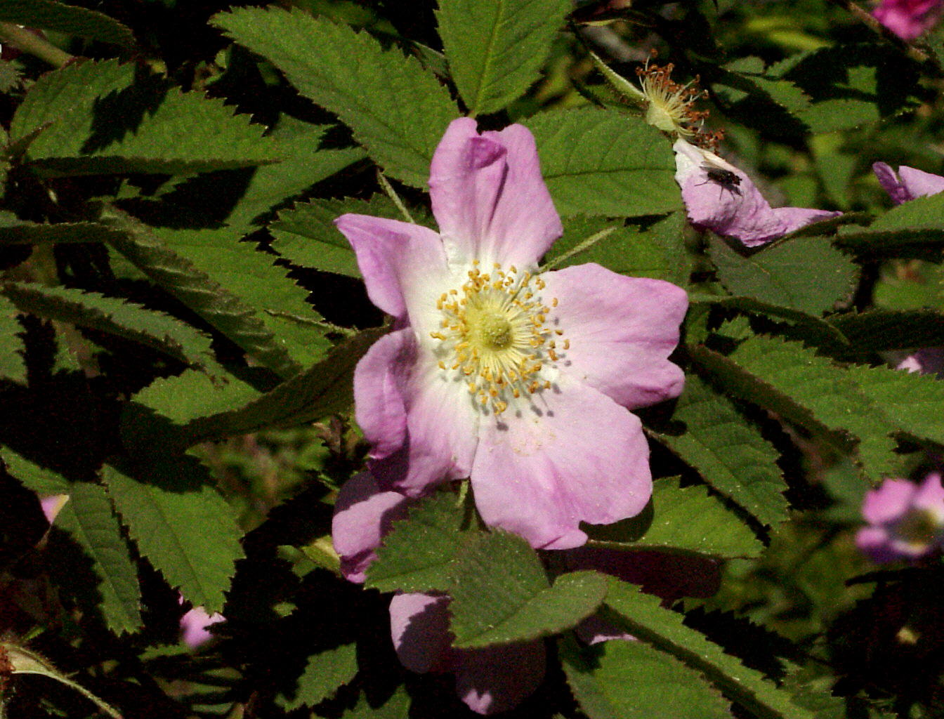 Rosa arvensis - Feldrose