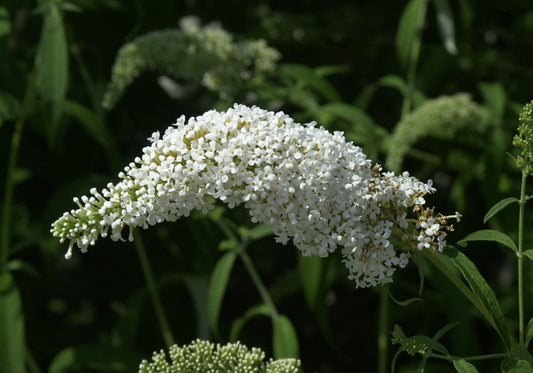 Buddleja 'White Bouquet' - Sommerflieder 'White Bouquet'