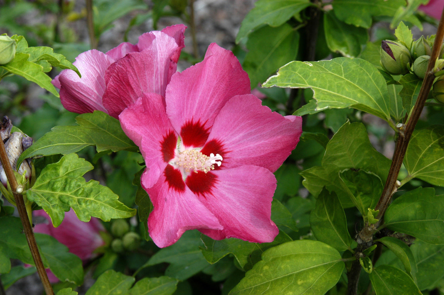Hibiscus syriacus 'Woodbridge' - Garteneibisch 'Woodbridge'