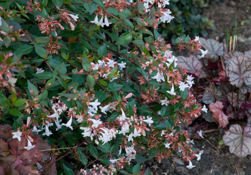 Abelia 'Edward Goucher' - Abelie 'Edward Goucher'