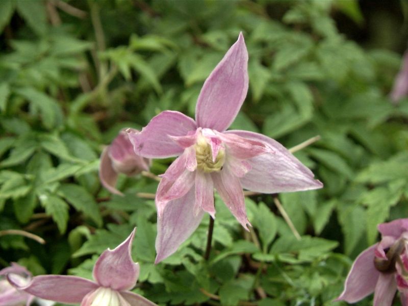 Clematis macropetala 'Markham's Pink' - Akelei-Waldrebe 'Markham's Pink'