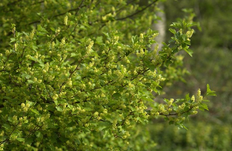 Ribes alpinum - Alpen-Johannisbeere
