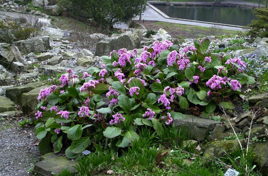 Bergenia cordifolia - Altai-Bergenie