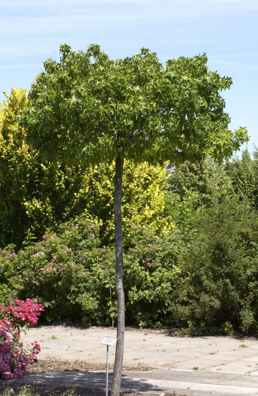 Liquidambar styraciflua 'Gumball' - Amberbaum 'Gumball'