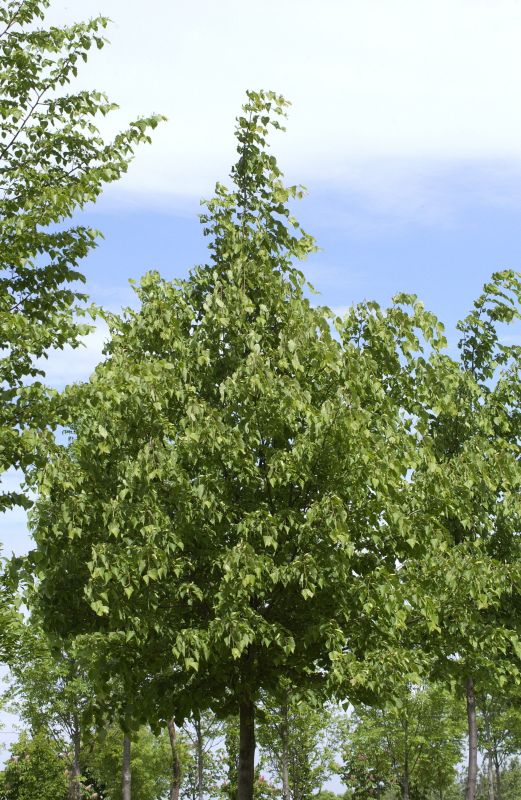 Tilia cordata 'Greenspire' - Amerikan.Stadtlinde