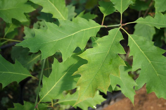 Quercus rubra - Amerikanische Roteiche Hecken