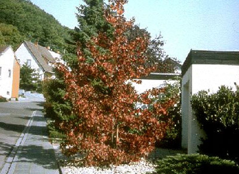 Liquidambar styraciflua - Amerikanischer Amberbaum