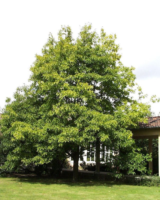 Quercus rubra Baum - Amerikanischer Roteiche Baum / Hausbaum