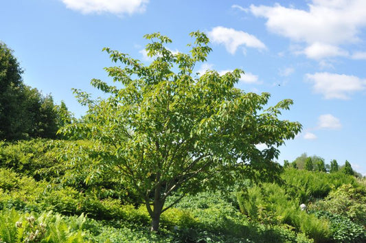 Acer pensylvanicum - Amerikanischer Streifenahorn
