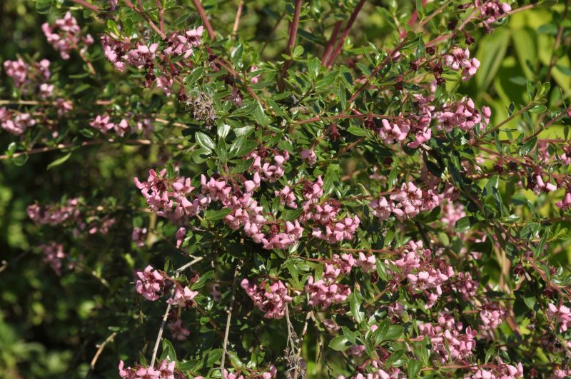 Escallonia 'Donard Seedling' - Andenstrauch 'Donard Seedling'