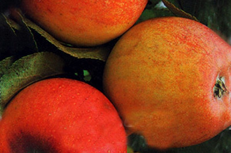 Malus 'Alkmene' CAC - Apfel 'Alkmene' mittel