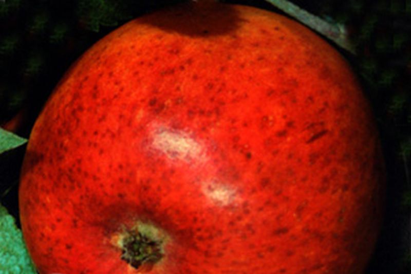 Malus 'Cox Orange Renette' CAC - Apfel 'Cox Orange Renette' mittel