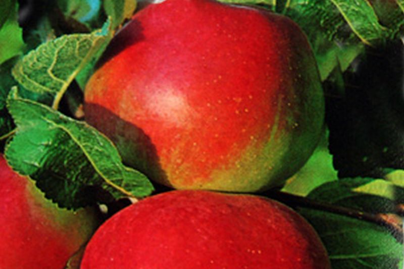 Malus 'Elstar' CAC - Apfel 'Elstar' mittel