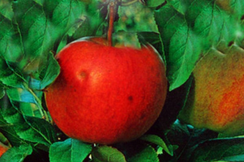 Malus 'Gala' CAC - Apfel 'Gala' mittel