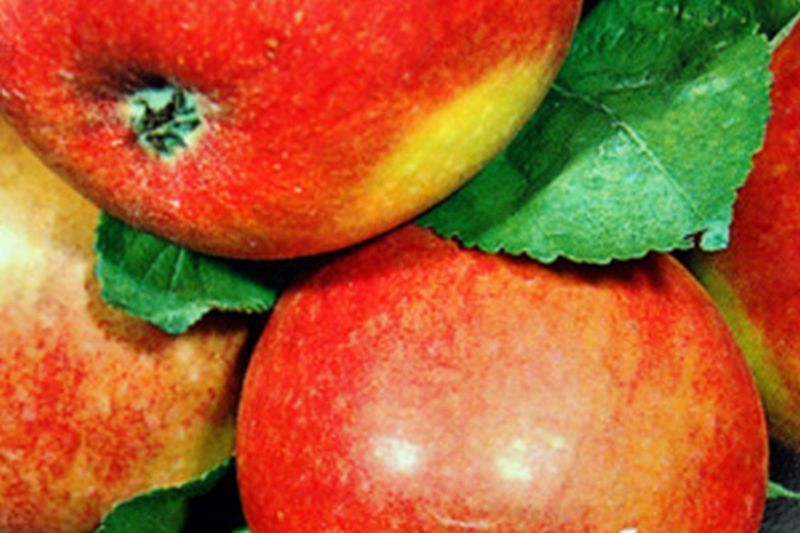 Malus 'Geheimrat Dr. Oldenburg' CAC - Apfel 'Geheimrat Dr.Oldenburg' mittel