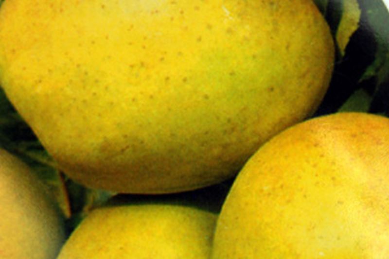 Malus 'Golden Delicious' CAC - Apfel 'Golden Delicious' mittel