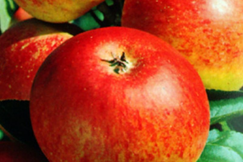 Malus 'Goldparmäne' CAC - Apfel 'Goldparmäne' mittel