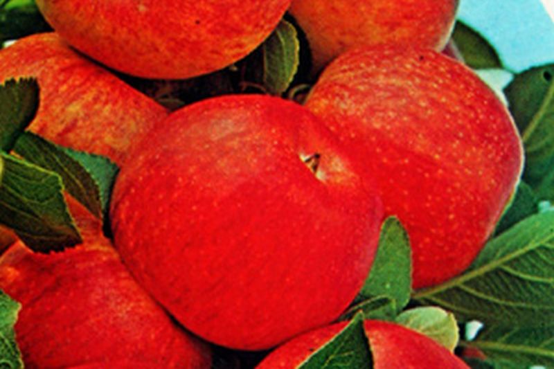 Malus 'Goldrenette von Blenheim' CAC - Apfel 'Goldrenette von Blenheim' mittel