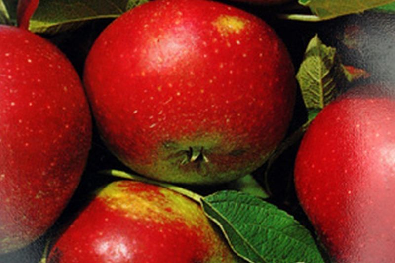 Malus 'Ingrid Marie' CAC - Apfel 'Ingrid Marie' mittel