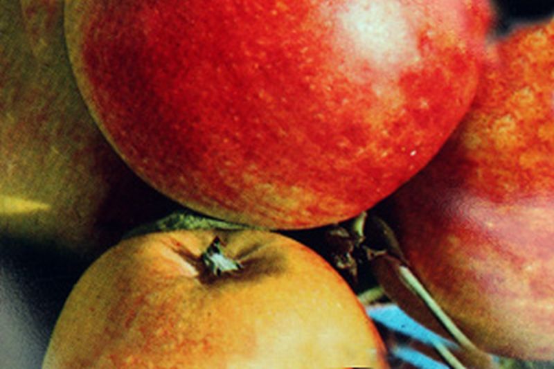 Malus 'James Grieve' CAC - Apfel 'James Grieve' mittel