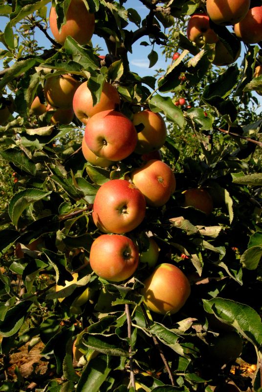 Malus 'Jonica' ® CAC - Apfel 'Jonica' ® mittel