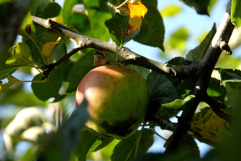 Malus 'Kaiser Wilhelm' CAC - Apfel 'Kaiser Wilhelm' spät