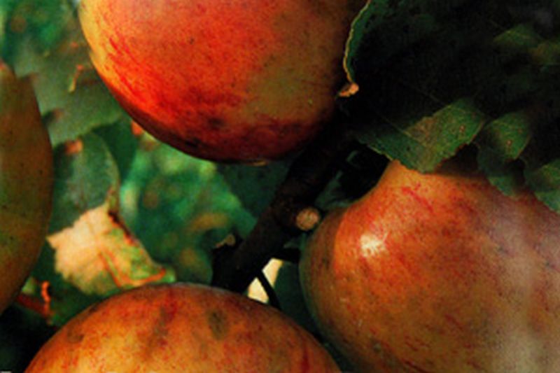 Malus 'Landsberger Renette' CAC - Apfel 'Landsberger Renette' mittel