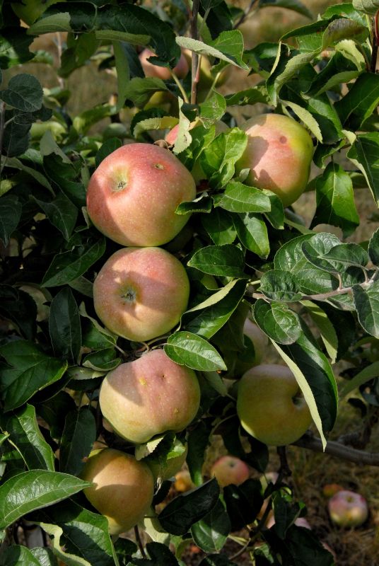 Malus 'Ontario' CAC - Apfel 'Ontario' spät