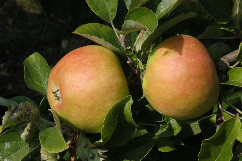 Malus 'Pilot' -S- CAC - Apfel 'Pilot' -S- spät