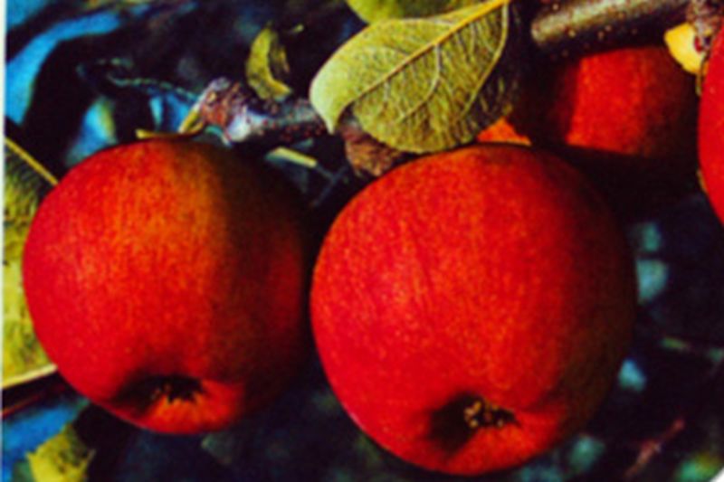 Malus 'Piros' -S- CAC - Apfel 'Piros' -S- früh