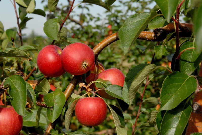 Malus 'Resi' -S- CAC - Apfel 'Resi' -S-