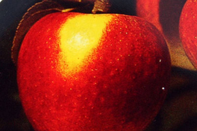 Malus 'Retina' -S- CAC - Apfel 'Retina' -S- mittel