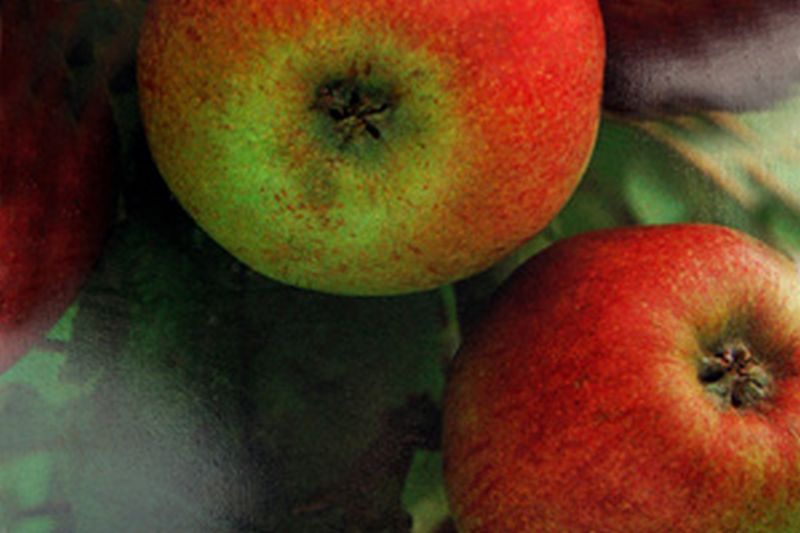 Malus 'Rheinischer Bohnapfel' CAC - Apfel 'Rheinischer Bohnapfel' spät