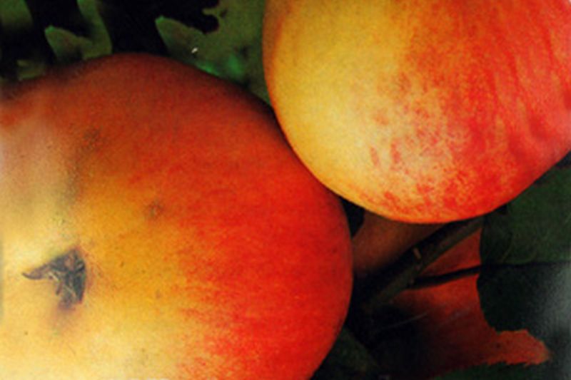 Malus 'Rheinischer Winterrambur' CAC - Apfel 'Rheinischer Winterrambur' spät