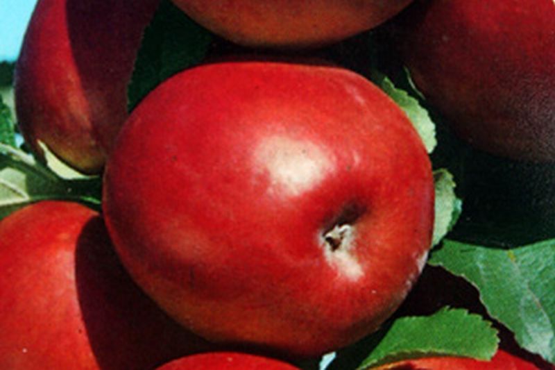 Malus 'Roter Gravensteiner' CAC - Apfel 'Roter Gravensteiner' mittel