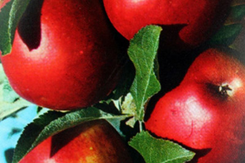 Malus 'Roter Jonathan' CAC - Apfel 'Roter Jonathan'