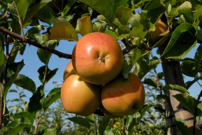 Malus 'Rubinette' ® CAC - Apfel 'Rubinette' ® mittel