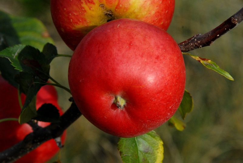 Malus 'Rubinola' -S- CAC - Apfel 'Rubinola' -S-