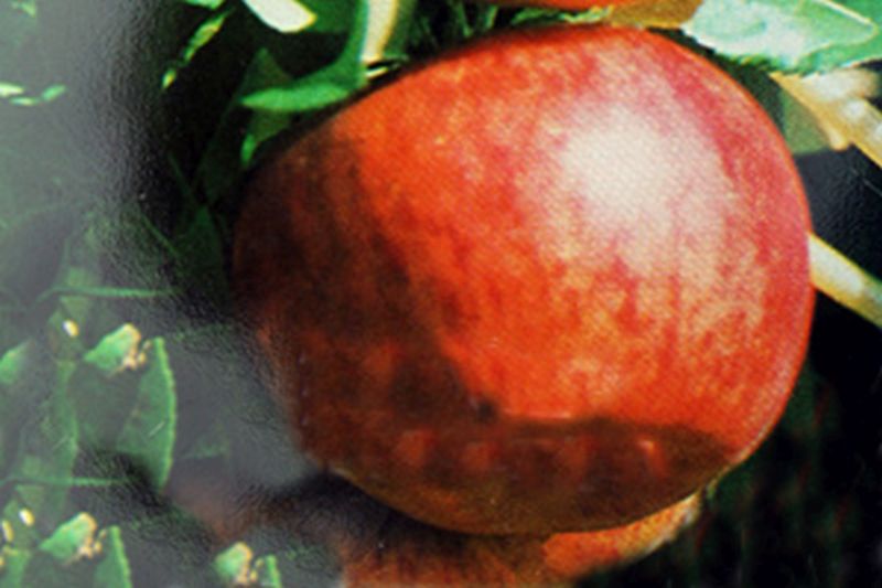 Malus 'Topaz' -S- CAC - Apfel 'Topaz' -S-